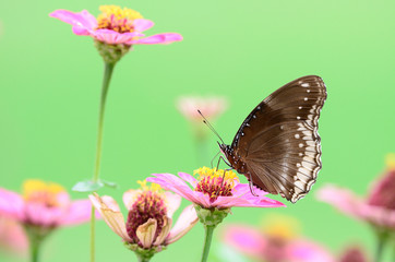 Great Egg Fly butterfly on zinnia flower