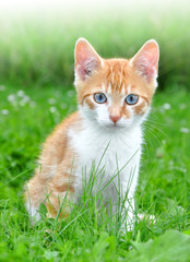 Naklejka na ściany i meble young cat in the grass
