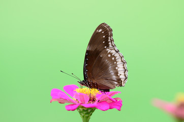 Naklejka premium Great Egg Fly butterfly on zinnia flower