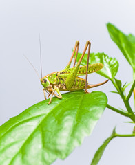 green grasshopper sitting on a green leaf