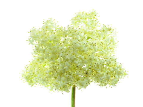 Holunderbl&uuml;te