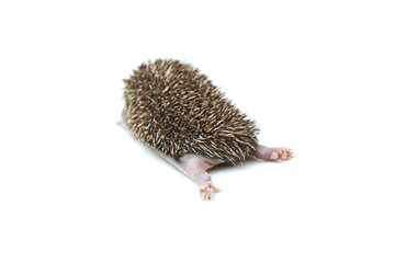 Obraz premium Small hedgehog