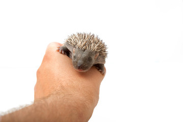 Hedgehog on hand