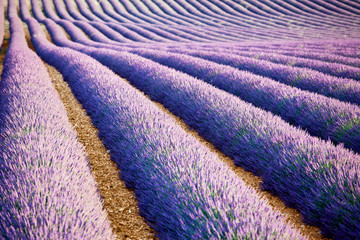 Fototapeta na wymiar Lavande Provence Francja / Lawendowe pole w Prowansji, Francja