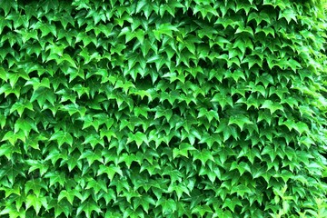 Wall of leafs