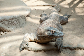 Komodo Dragon