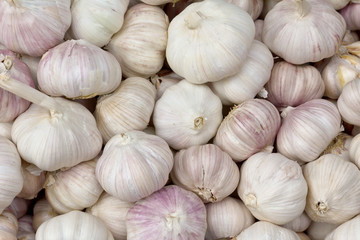 Group of Garlic