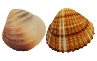 Sea shells isolated on white background