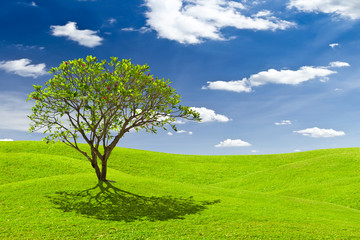plumeria tree on green grass meadow