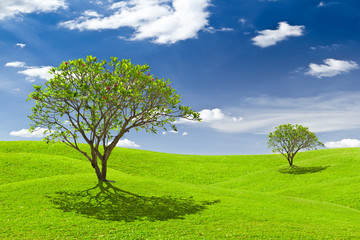 Fototapeta na wymiar plumeria tree on green grass meadow