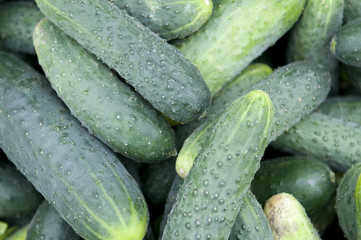 cucumber