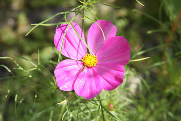 Cosmea im Garten