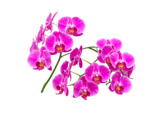 blooming orchid on white background