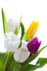 Tulpen