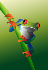 Fototapeta premium Red-Eyed Tree Frog on vine