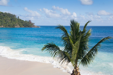 Palm tree on a beautiful beach