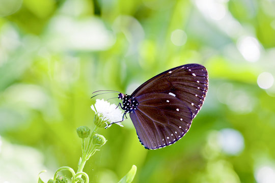 a butterfly Attracts the nectar