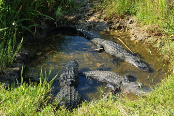Alligators