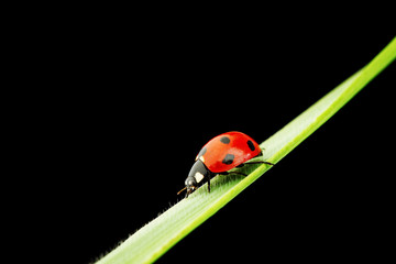 ladybug isolated on black