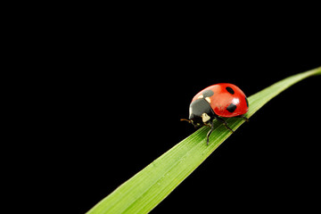 ladybug isolated on black