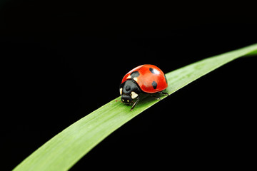 ladybug on grass