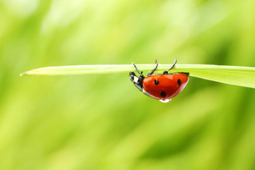 ladybug on grass