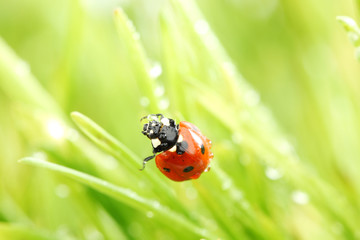 ladybug on grass