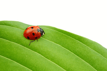 ladybug on leaf