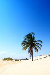 Fototapeta na wymiar desert palm