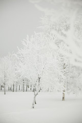 Naklejka premium winter trees