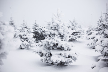 winter trees