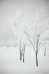 winter trees
