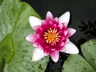 water lily