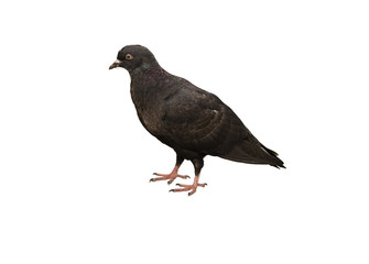 Pigeon on white background