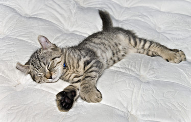 Kitten on a Bed