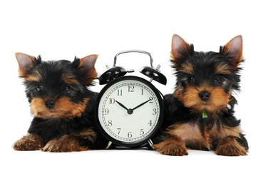 Yorkshire Terrier puppy dog with alarm clock