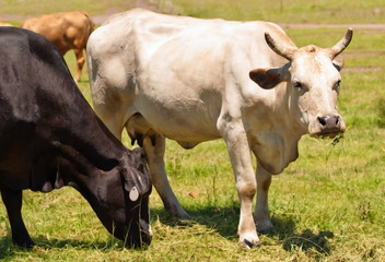 cow with horns Australian bred beef cattle black and white