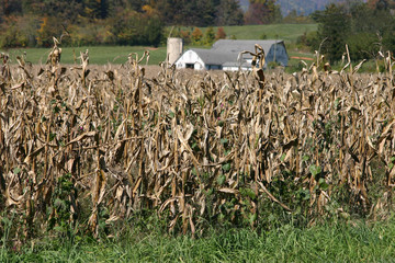 Farm with Cornfield