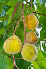 Santol  fruit on tree