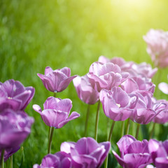 Obraz na płótnie Canvas Close up photo of pink tulips with sun beam