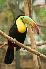Toucan