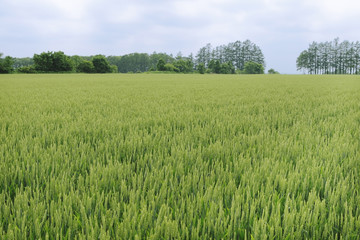 夏の小麦畑