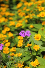 Obraz premium 黄色のデイジーと紫の花