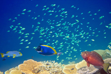 Fototapeta na wymiar Fishes in corals. Maldives