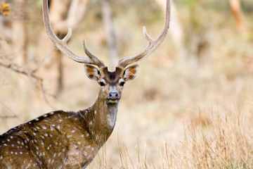 Spotted Deer Stag