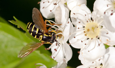 Apple tree flower and wasp closeup