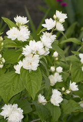 Цветущий куст махрового жасмина