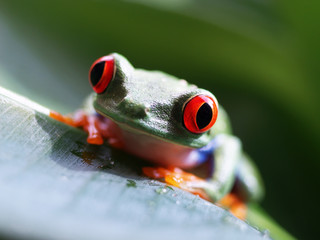 Rotaugenlaubfrosch 62