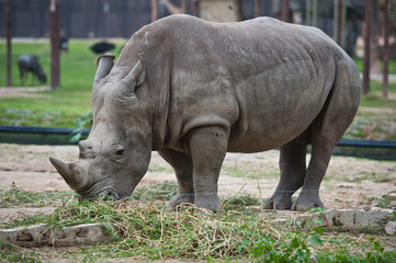 Rhinoceros