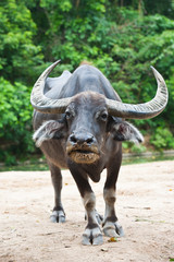 Thai Buffalo